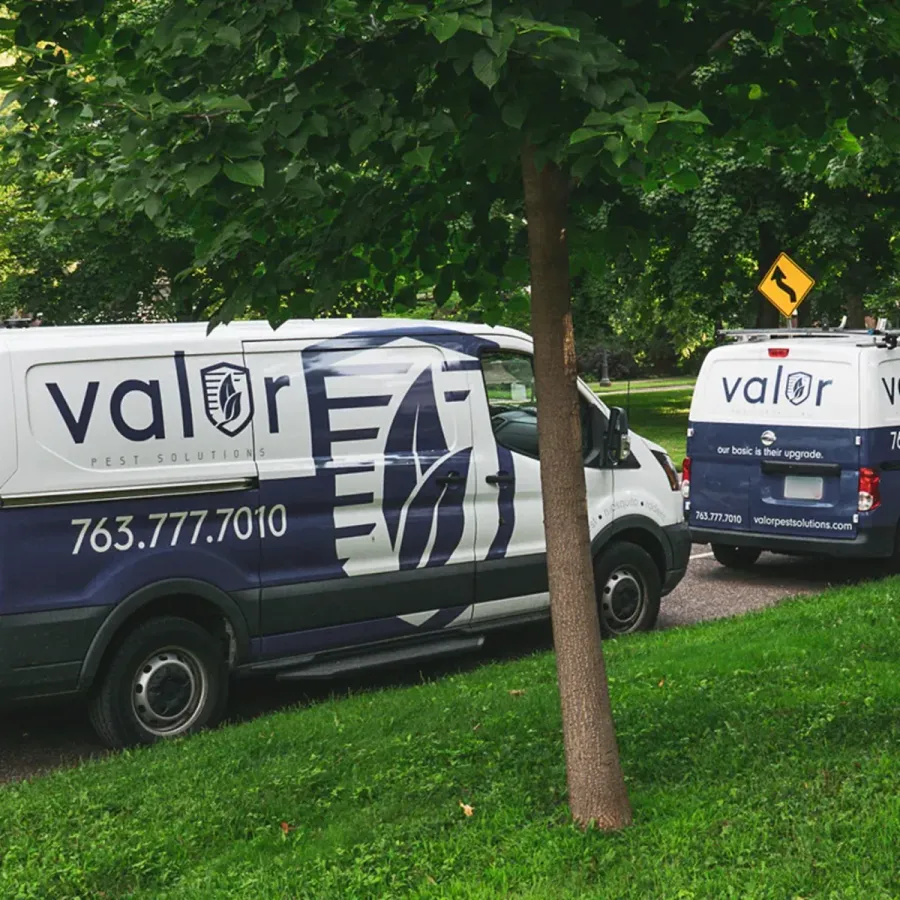 Two Valor Pest Solutions vans parked on a green street under trees, featuring logo and contact details.