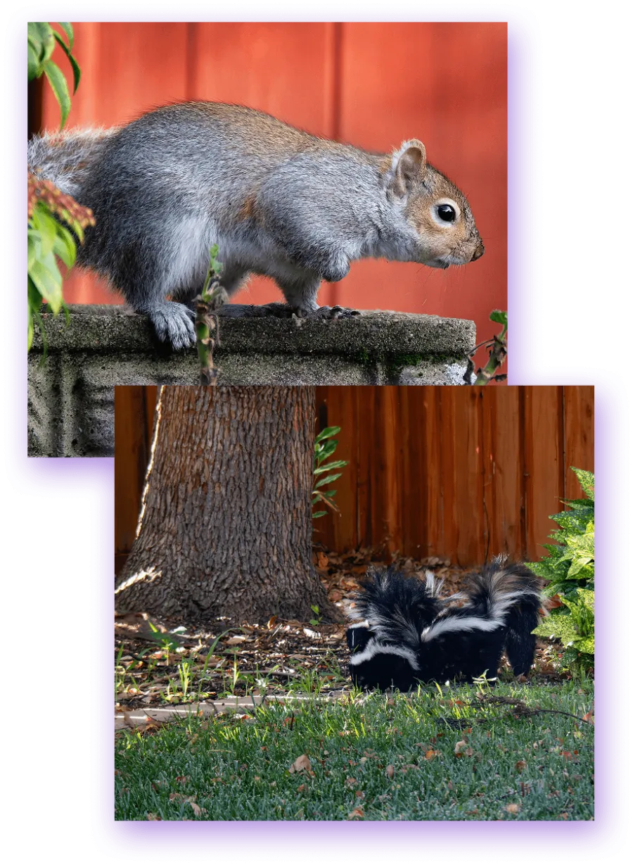 Grey squirrel on stone ledge and two skunks near a tree in a backyard with wooden fence and greenery.