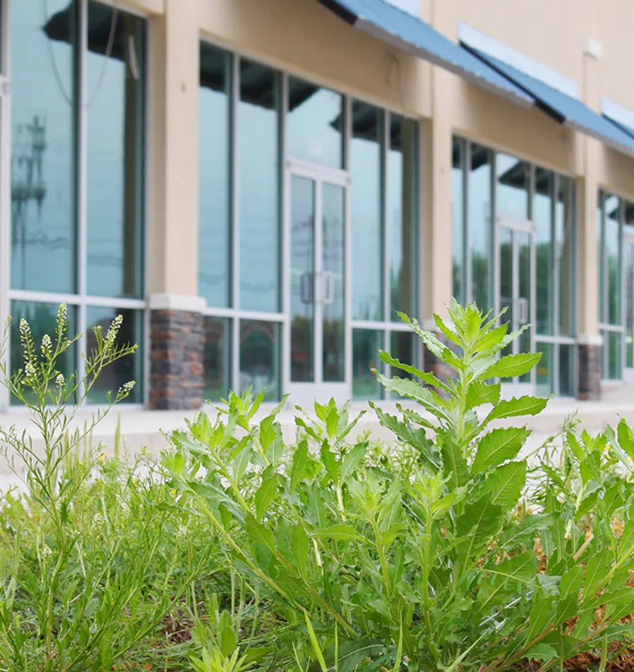 Weeds growing in front of an empty commercial building with glass doors and windows under a blue awning.