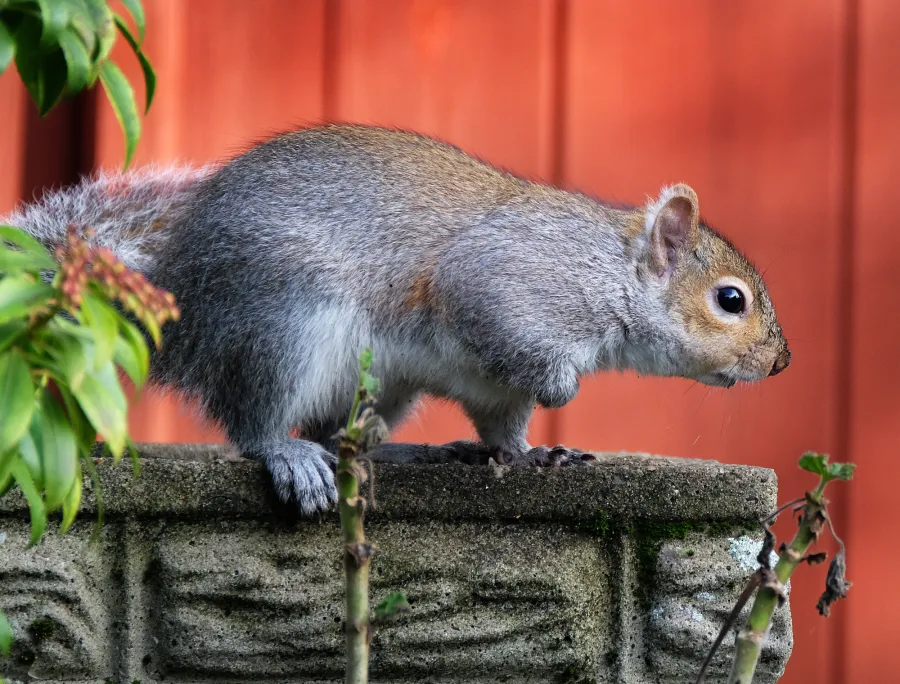 Gray squirrel crouching on carved stone ledge with red wooden fence in background and green leaves nearby