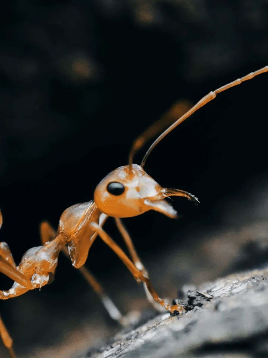 Close-up macro image of an orange ant on a textured surface with a blurred dark background.