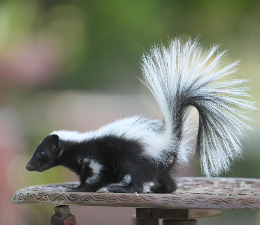 Black and white skunk with a bushy tail standing on an ornate metal surface against a blurred green background