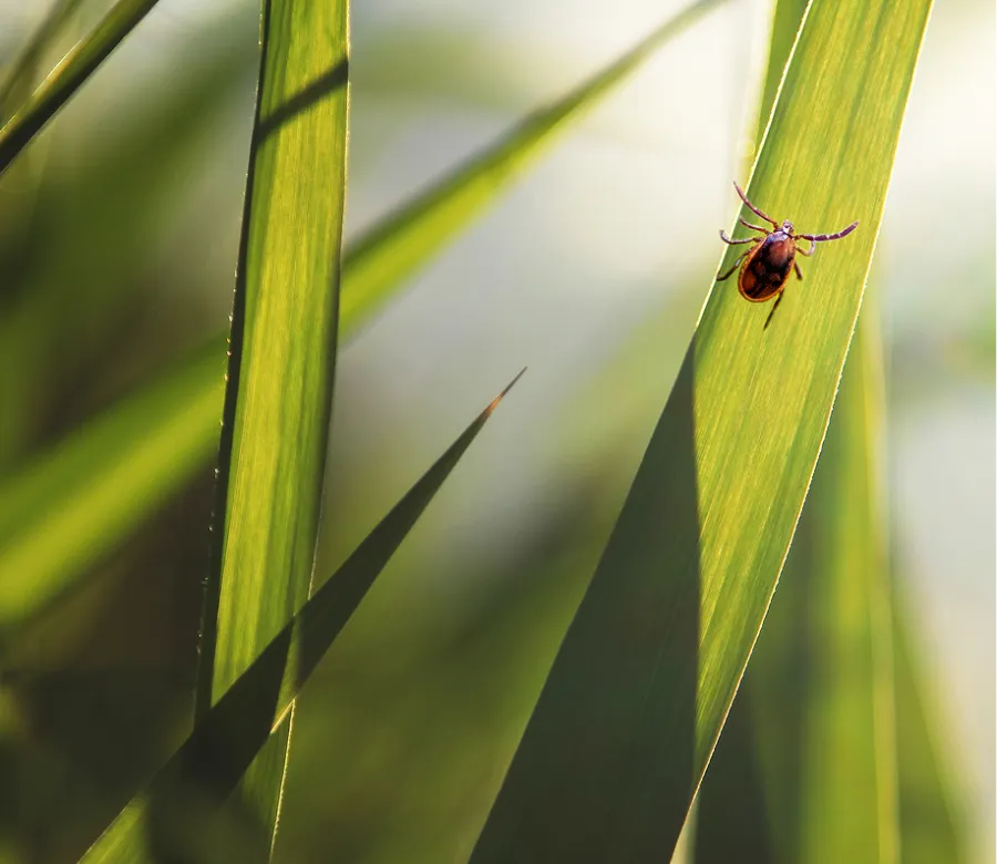 Close-up of a small tick crawling on a sunlit green grass blade with blurred background.