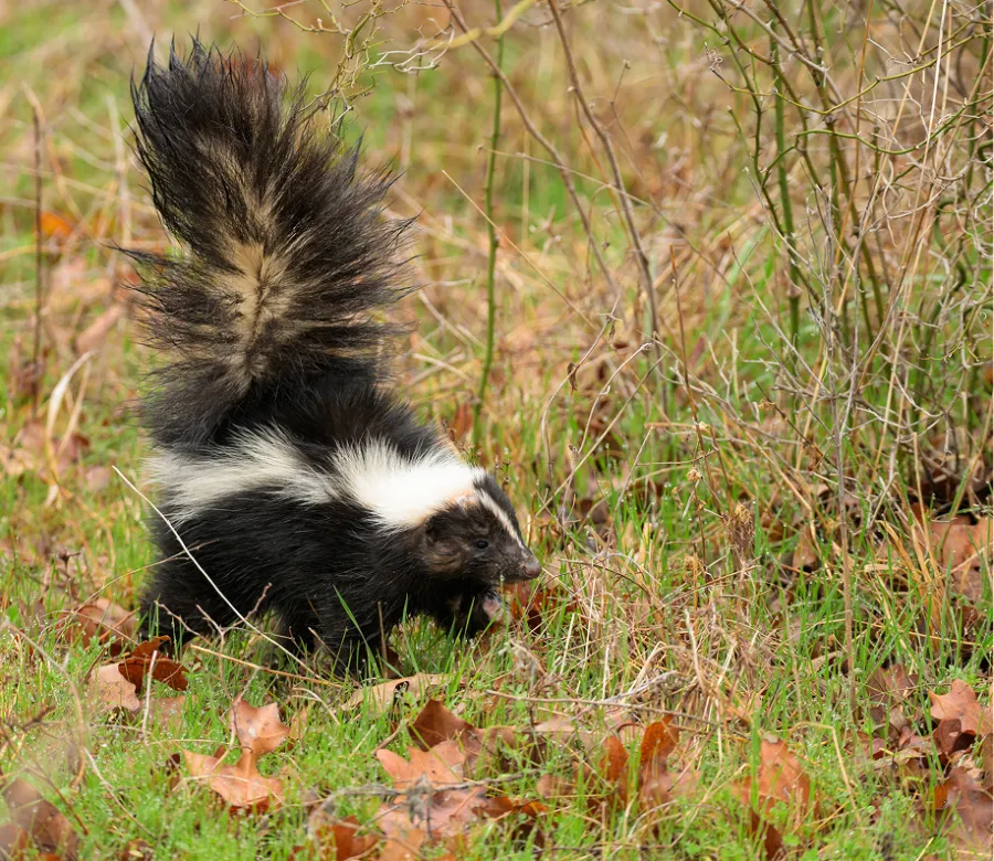 Striped skunk with raised tail walking through dry grass and fallen leaves in a natural setting.