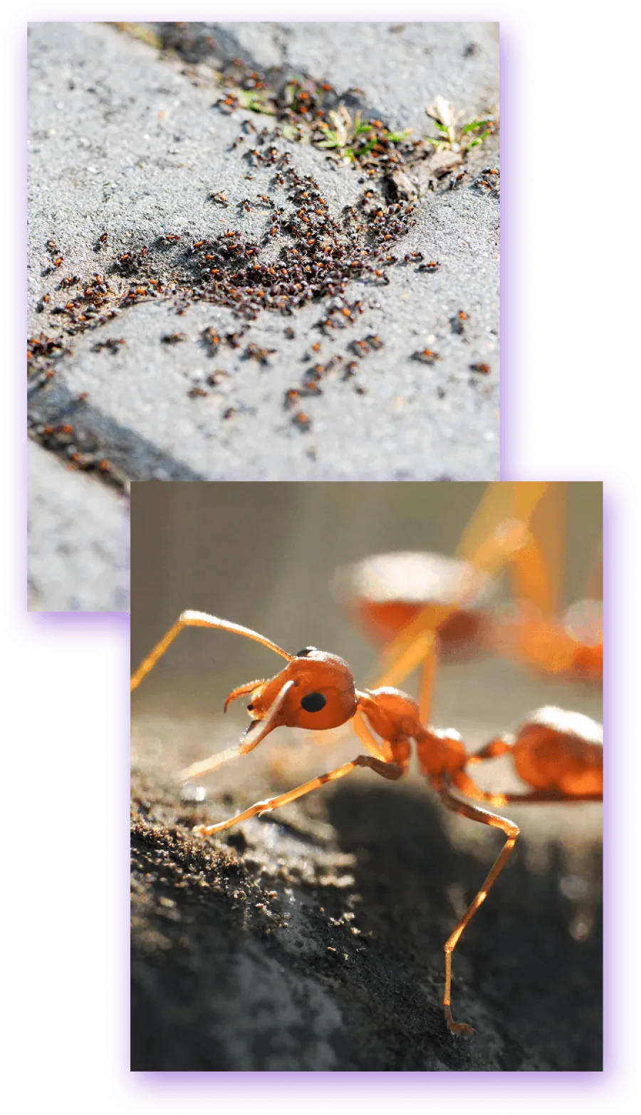 Close-up of red ants on rough pavement and soil, showcasing detailed texture and colony activity outdoors.