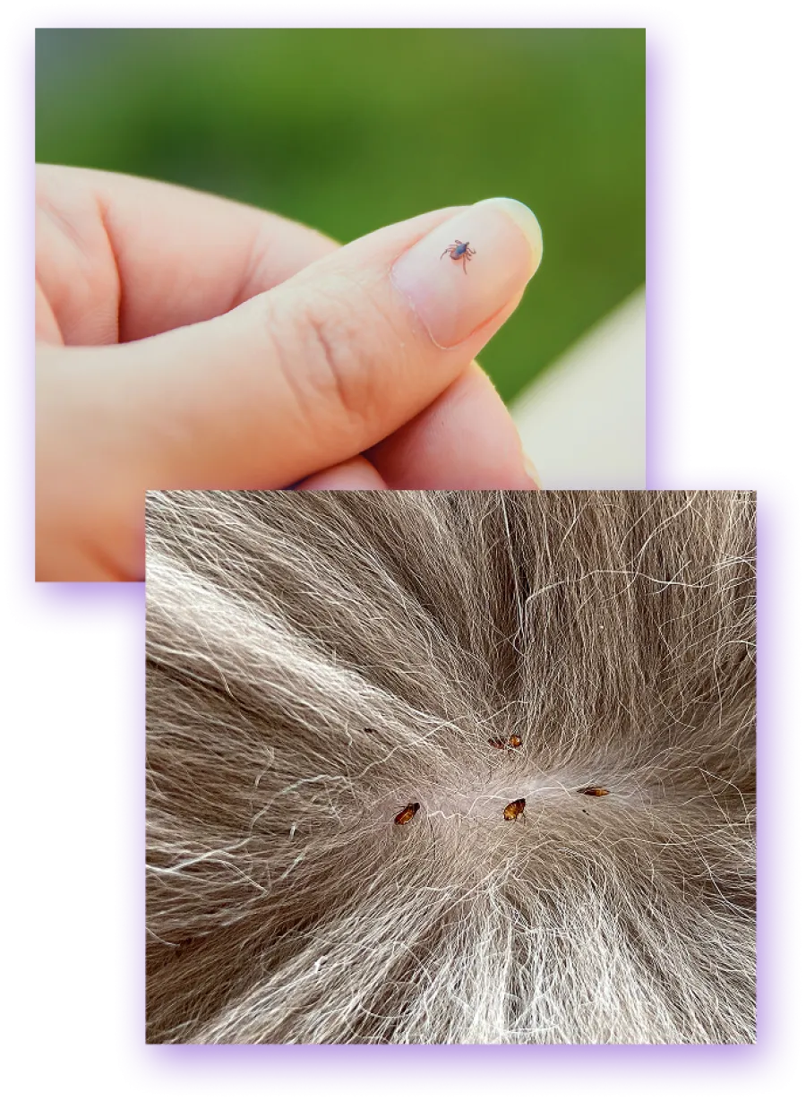 Close-up of a small tick on a person's fingertip and multiple fleas on animal fur with skin visible.