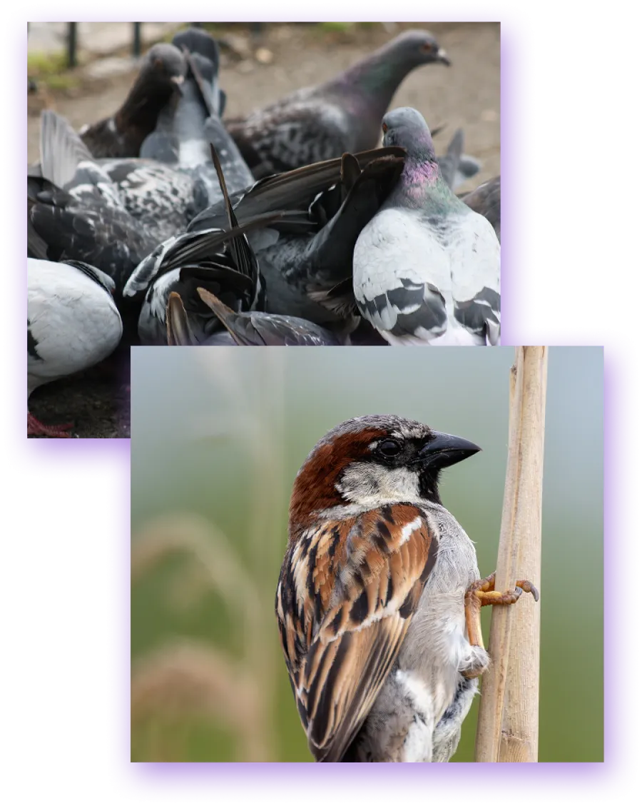 Close-up of pigeons gathered on the ground and a sparrow perched on a reed with green background