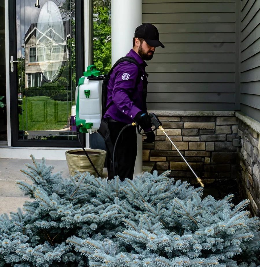 Pest control worker spraying chemicals on outdoor plants near a house porch with equipment backpack.
