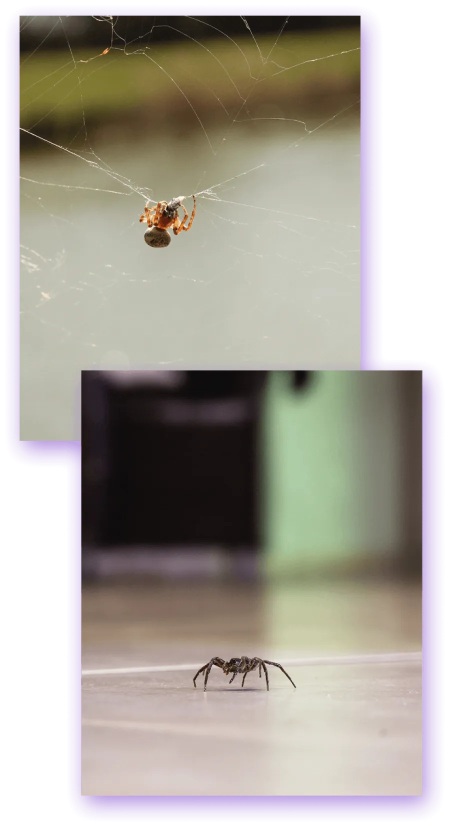 Close-up and wide shots of ants moving in lines on wood and pavement surfaces outdoors.