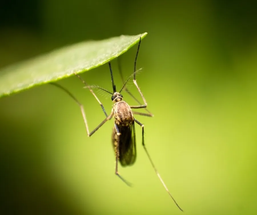 Close-up of a mosquito hanging from a green leaf with a blurred green background