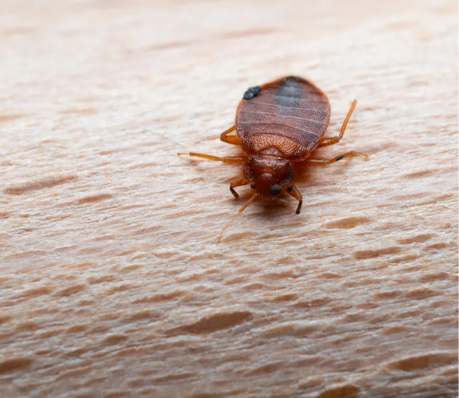 Close-up of a brown bed bug on textured wood surface showing detailed body and legs