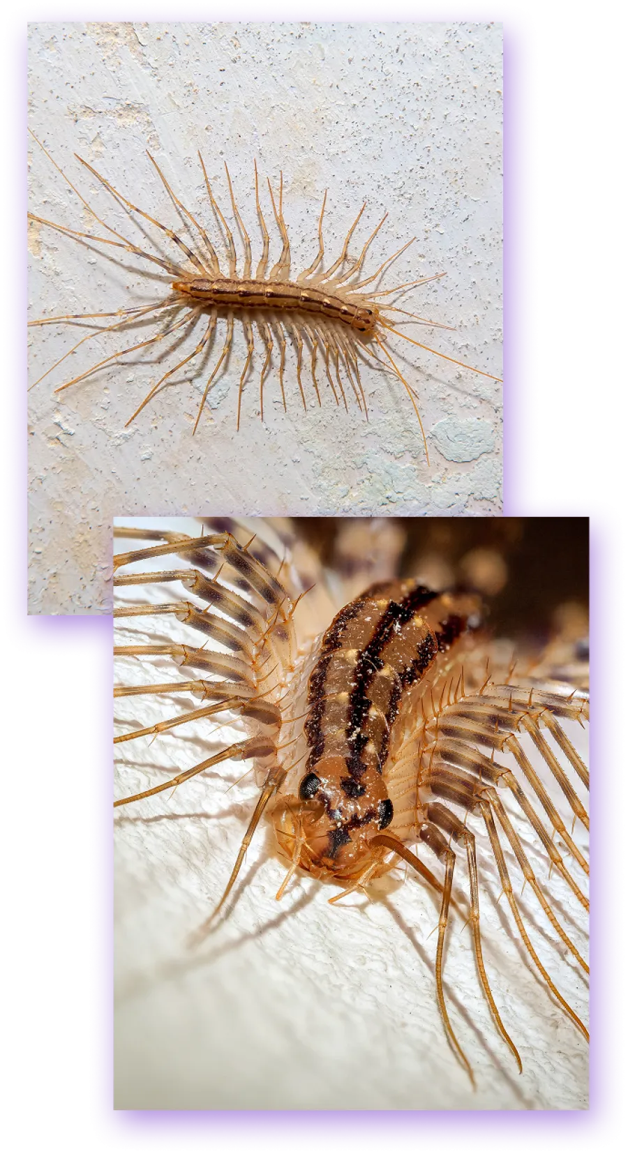 Centipede Extermination | Valor Pest Solutions