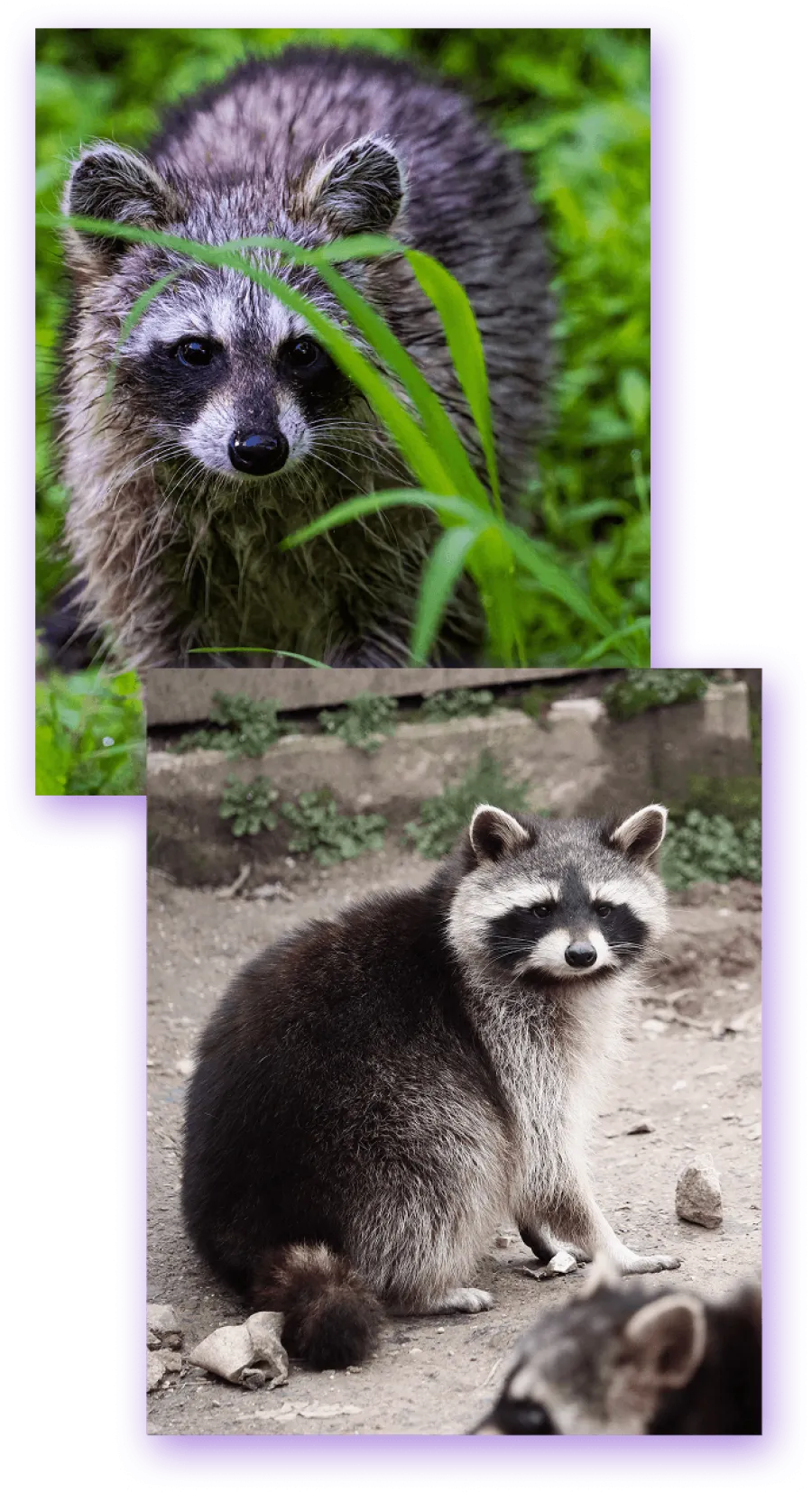Close-up and sitting raccoons in natural outdoor settings with green plants and soil background.