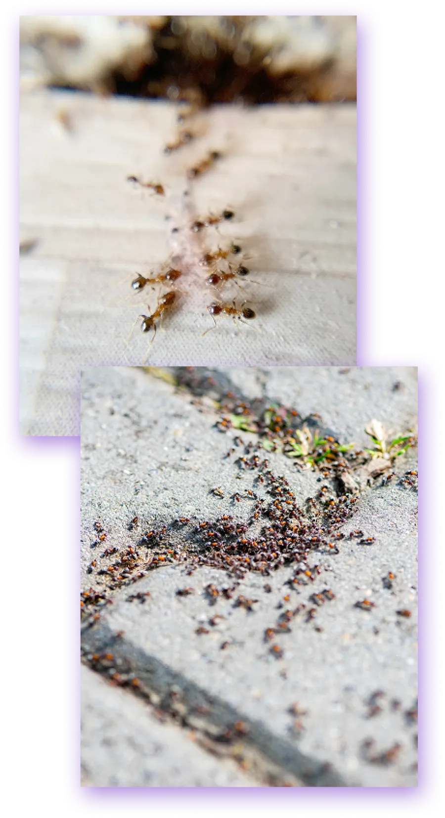 Close-up and wide shots of ants moving in lines on wood and pavement surfaces outdoors.