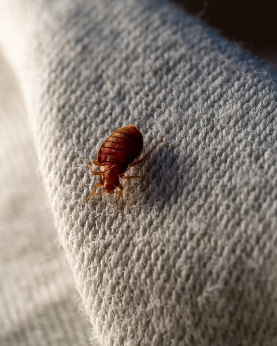 Close-up of a reddish-brown bed bug crawling on textured beige fabric under soft lighting.