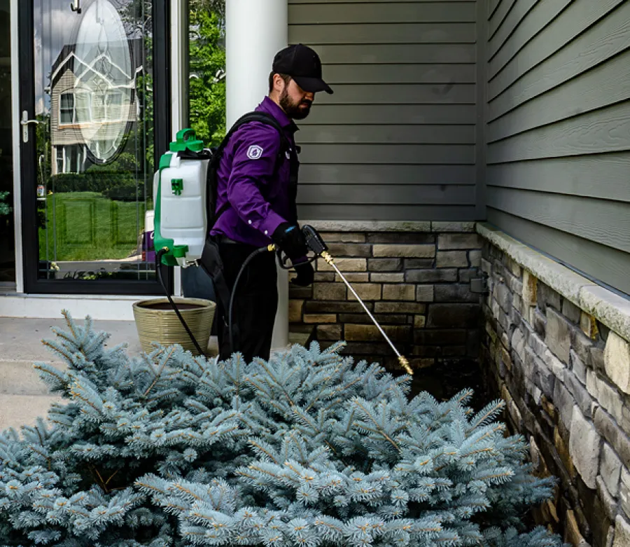 Pest control technician spraying insecticide near house foundation beside blue spruce bush during daytime.