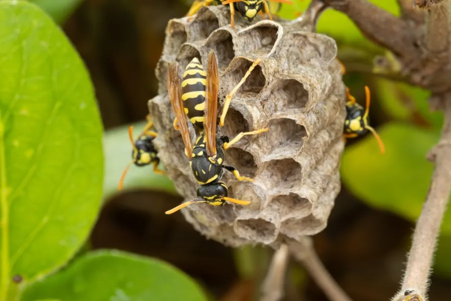 Close-up of yellow and black wasps building and guarding a paper nest on a tree branch surrounded by green leaves.