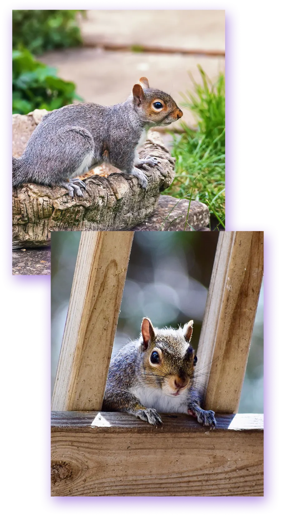 Two close-up photos of a grey squirrel in natural outdoor settings on wood surfaces with greenery and blurred backgrounds.