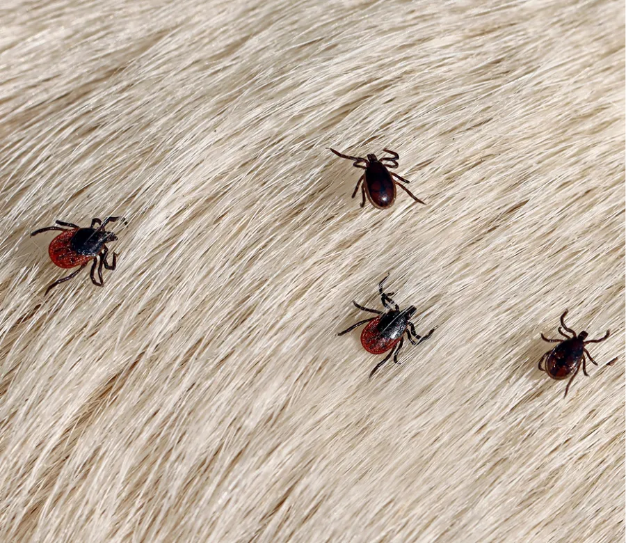 Four black and red ticks crawling on light beige animal fur in close-up macro image.