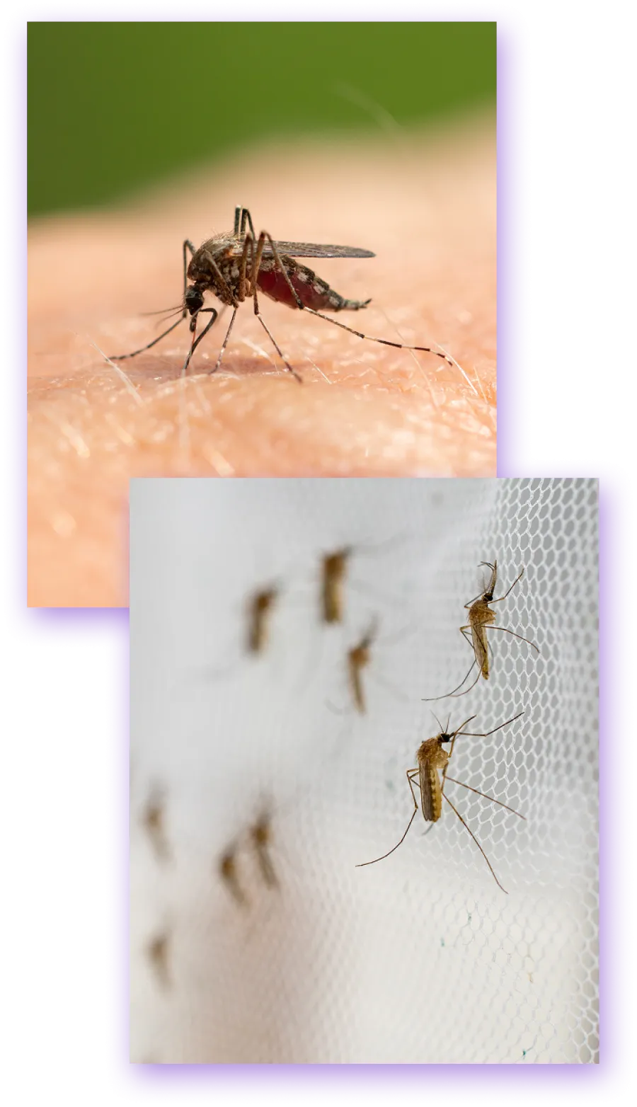 Close-up of mosquitoes on human skin and on a mesh surface, highlighting insect details and textures.