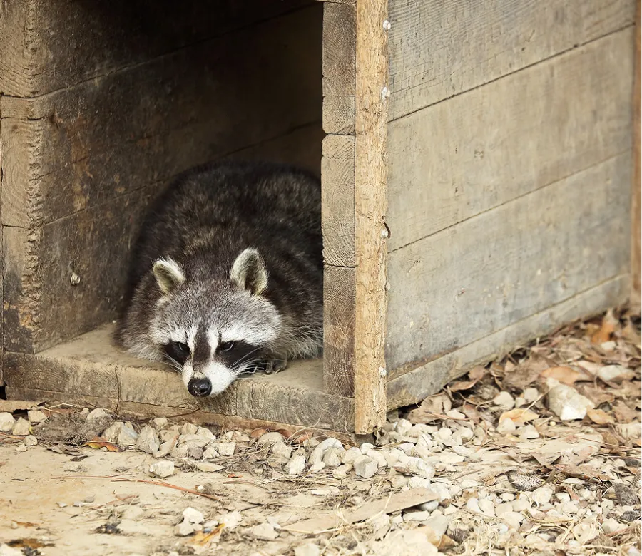 Raccoon resting inside a rustic wooden shelter surrounded by gravel and dried leaves in daylight.
