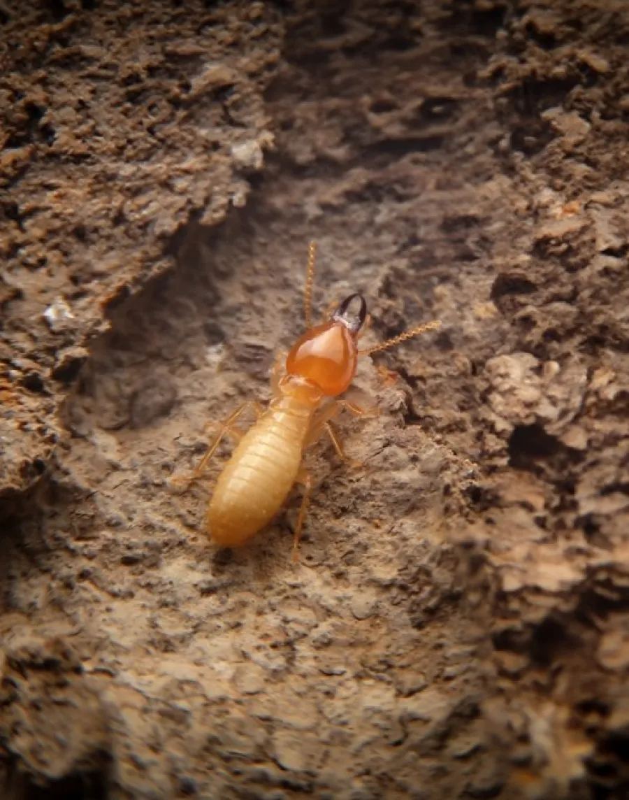 Close-up of a termite crawling on rough brown wood surface with detailed texture and natural lighting