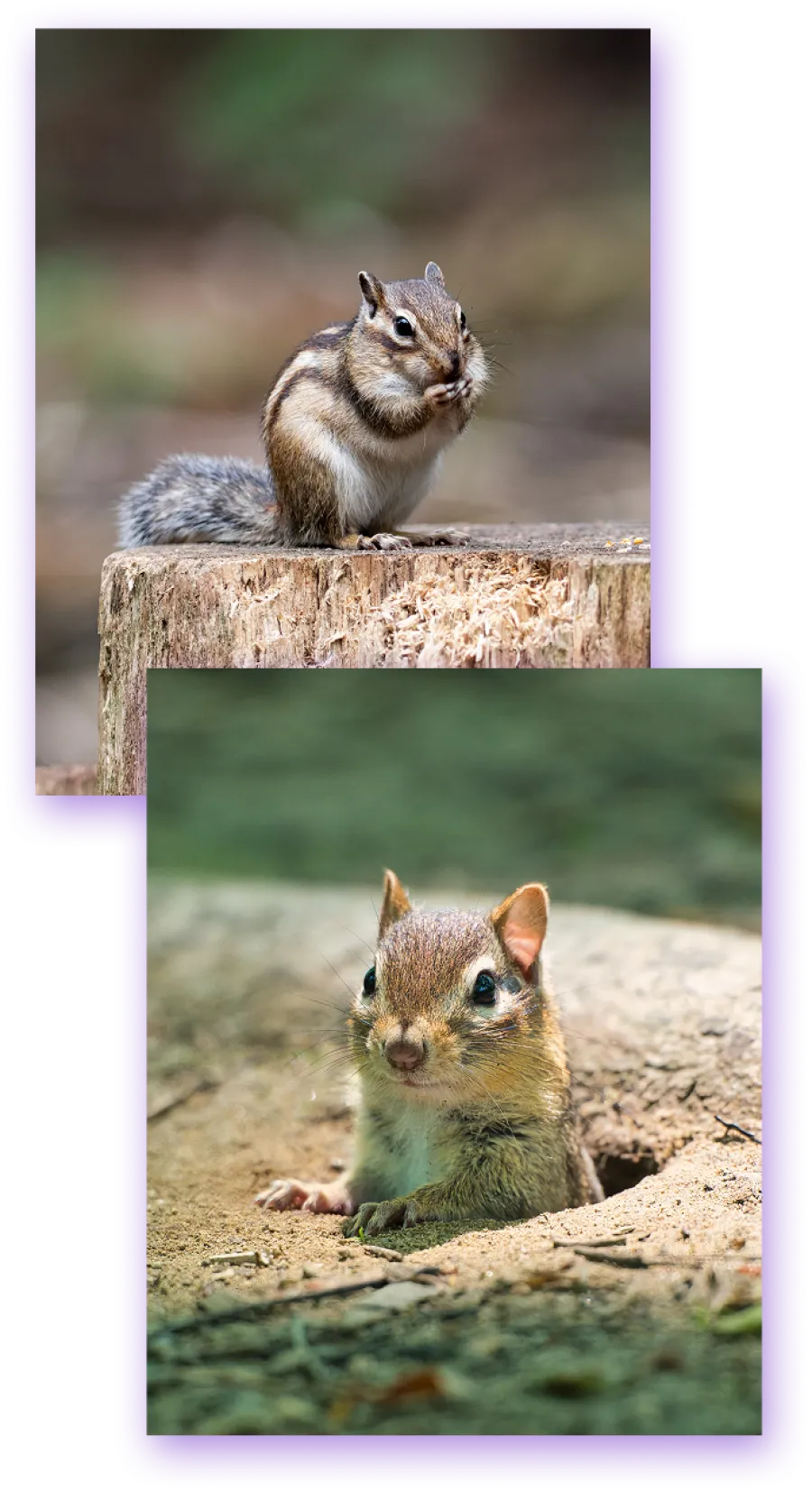 Close-up of a chipmunk on a tree stump and another peeking out of its burrow in a natural outdoor setting