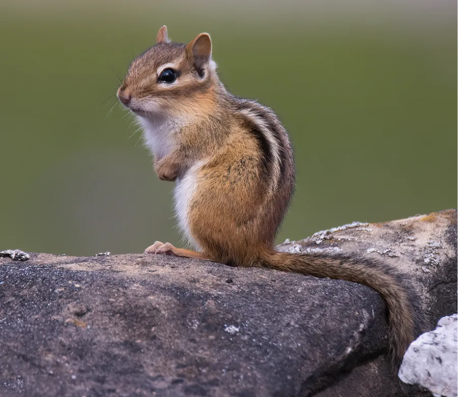 Close-up of a chipmunk sitting on a rock with a blurred green background