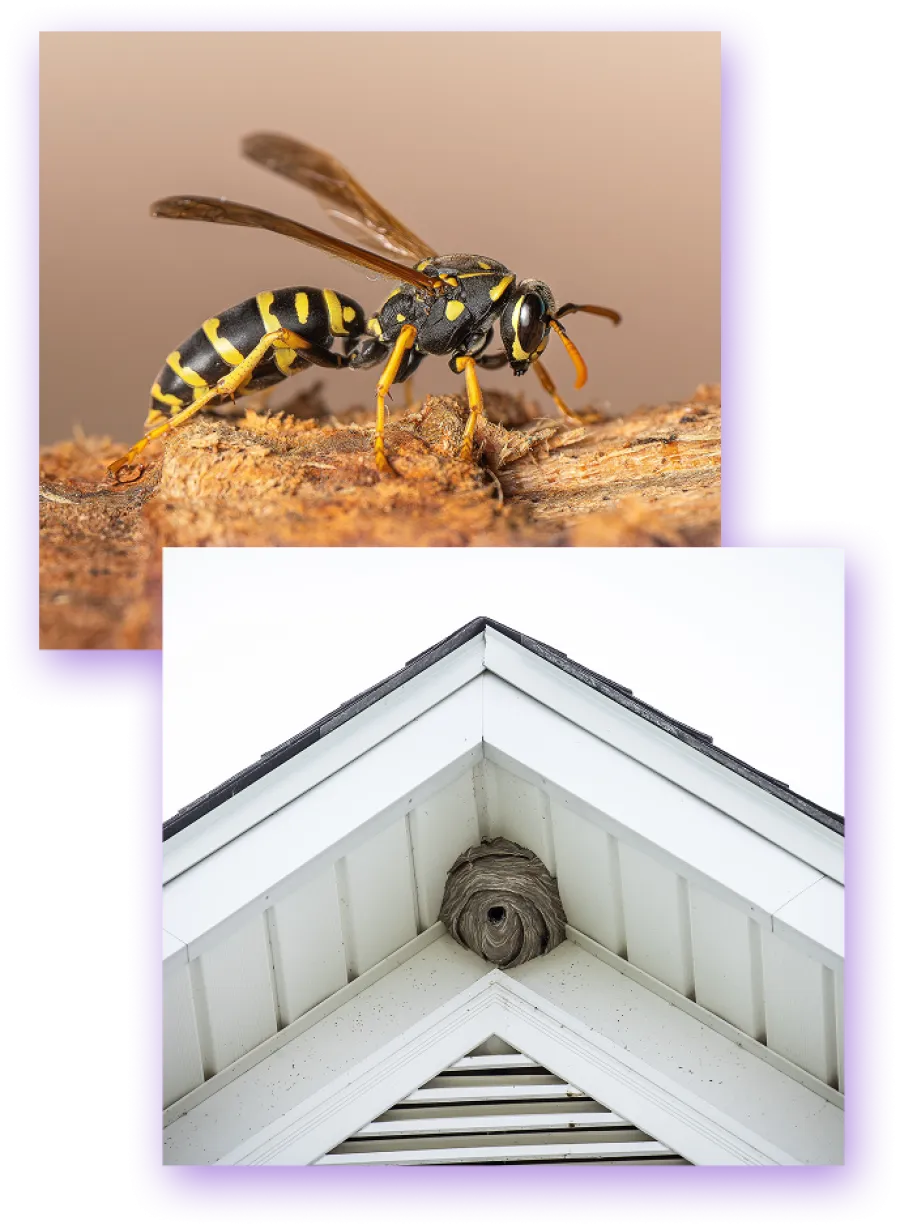 Close-up and wide shots of ants moving in lines on wood and pavement surfaces outdoors.