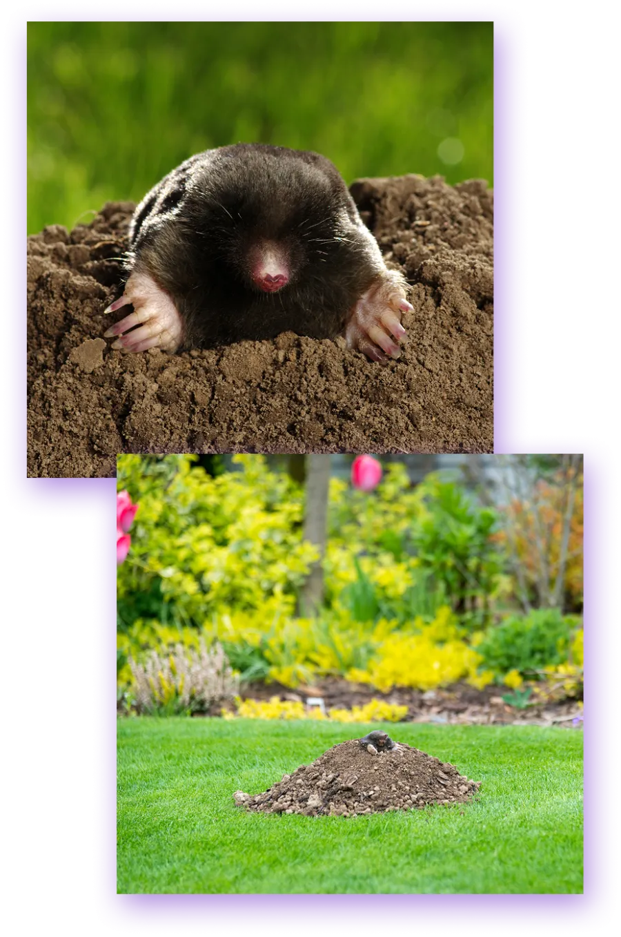 Close-up of a mole emerging from soil mound in a vibrant green garden with colorful flowers in background