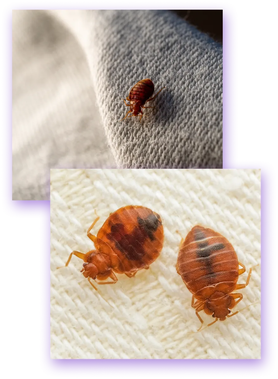 Close-up of bed bugs on fabric showing their reddish-brown, oval-shaped bodies and segmented legs.