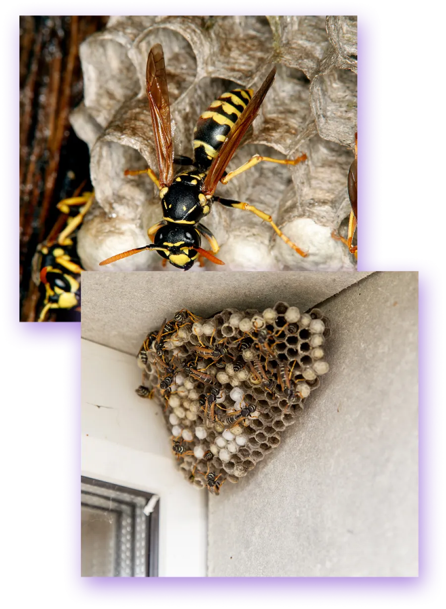 Close-up of wasps building and inhabiting a paper wasp nest inside a house corner near a window.