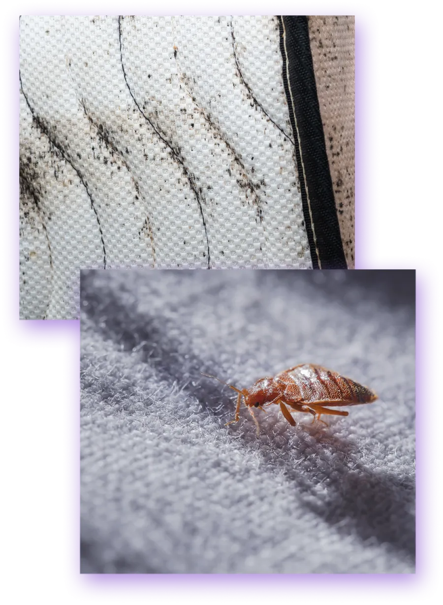 Close-up and wide shots of ants moving in lines on wood and pavement surfaces outdoors.