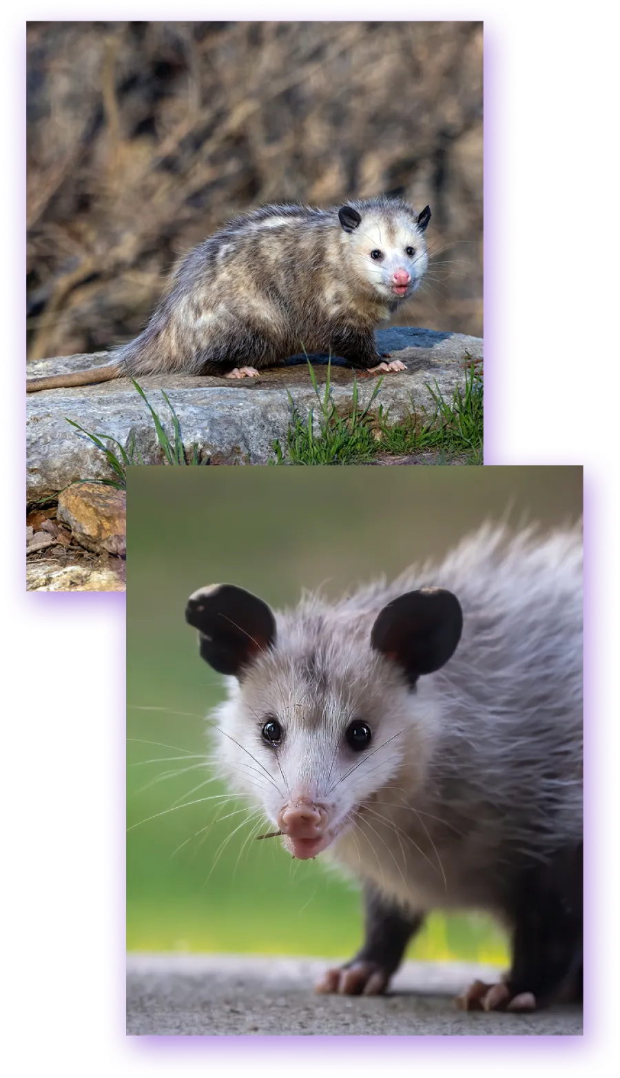 Close-up and side view of a North American opossum with gray fur and pink nose in natural outdoor settings