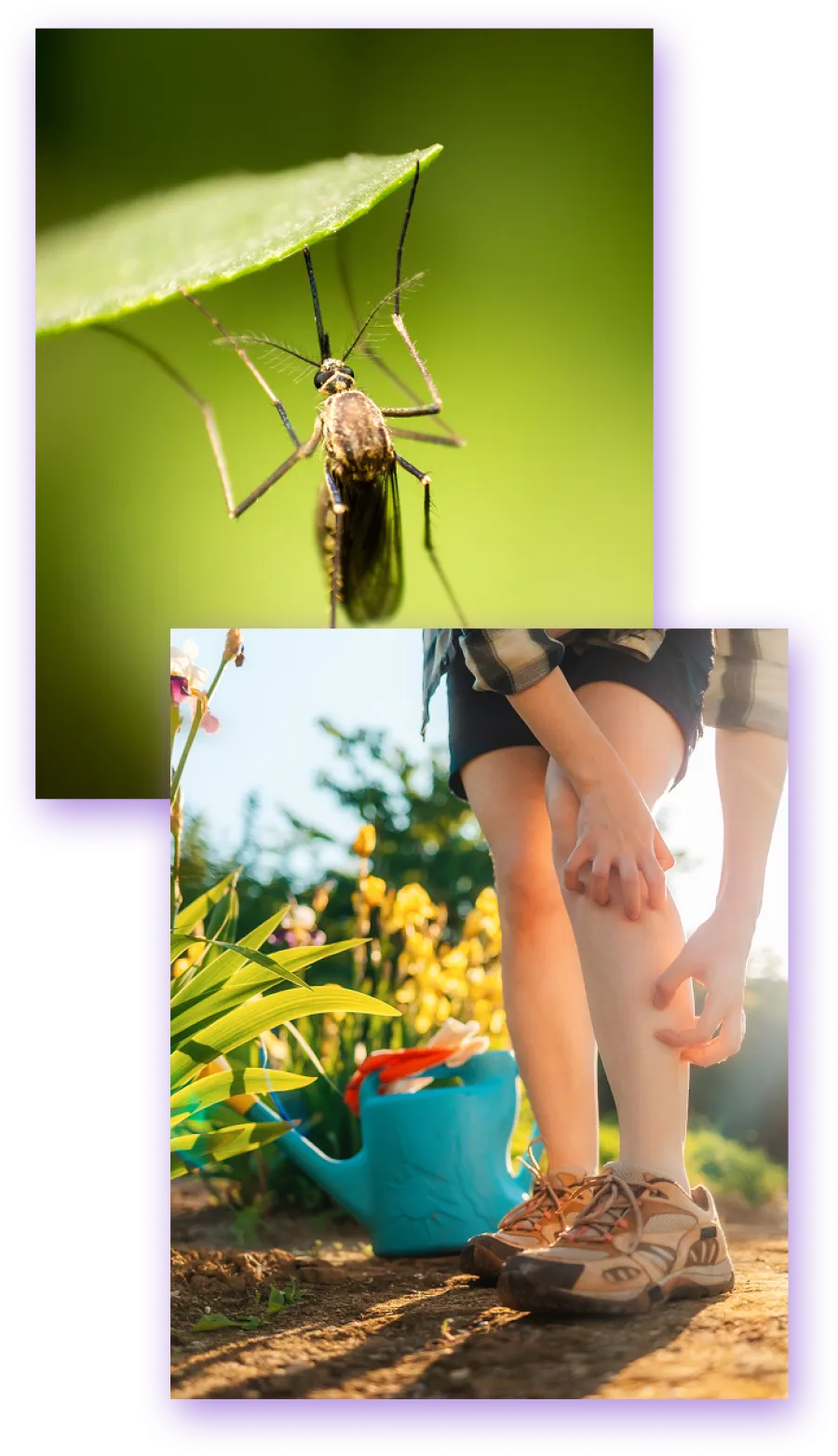 Close-up of a mosquito on a leaf and a person scratching a mosquito bite on their leg in a garden.