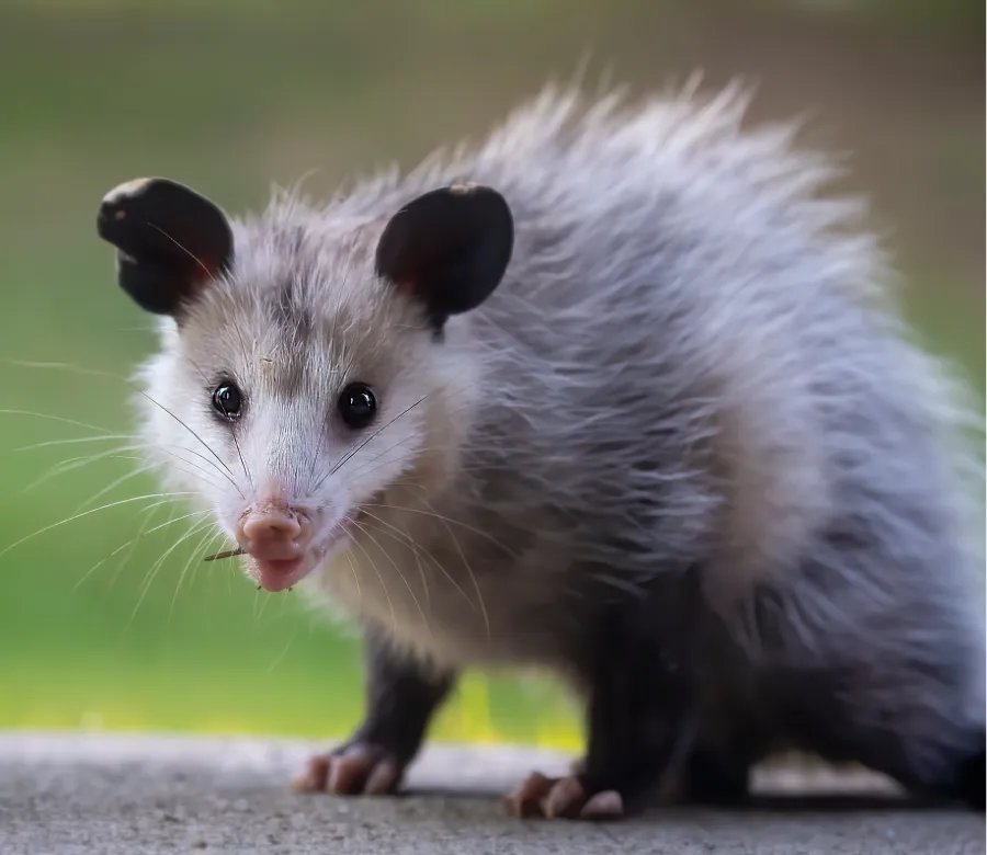 Close-up of a young opossum with wet fur standing on a concrete surface with a blurred green background