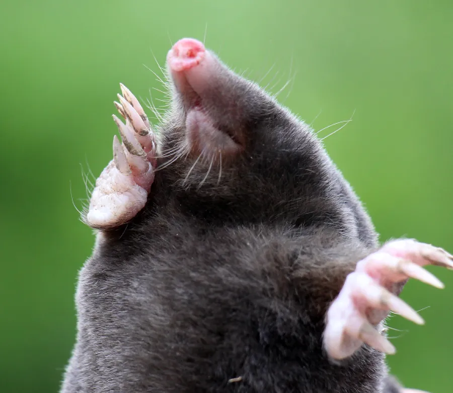 Close-up of a mole showing its pink snout and large claws against a blurred green background
