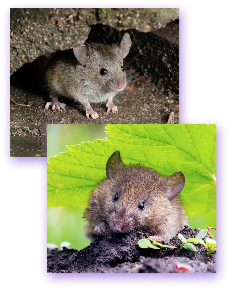 Close-up images of small brown mice in natural outdoor settings with soil, leaves, and plants around.