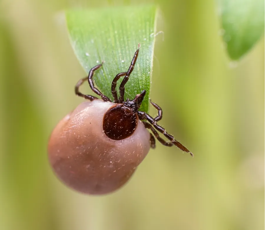 Close-up of a blood-engorged tick clinging to a green leaf with blurred background.