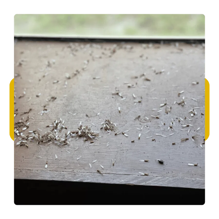 Close-up of a dusty wooden surface covered with small insect wings scattered in clusters and singly.