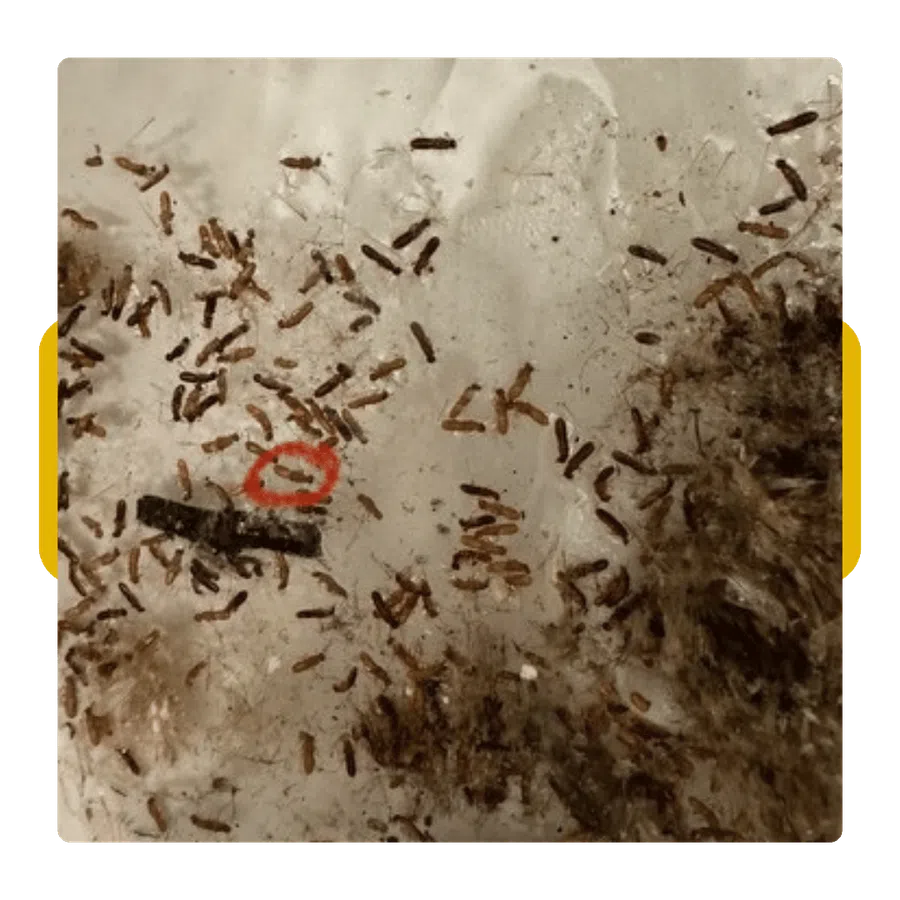 Close-up of brown termites scattered on a white surface with a red circled termite in the center.