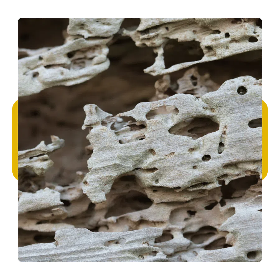 Close-up of weathered wood with natural holes and intricate erosion patterns in beige tones.