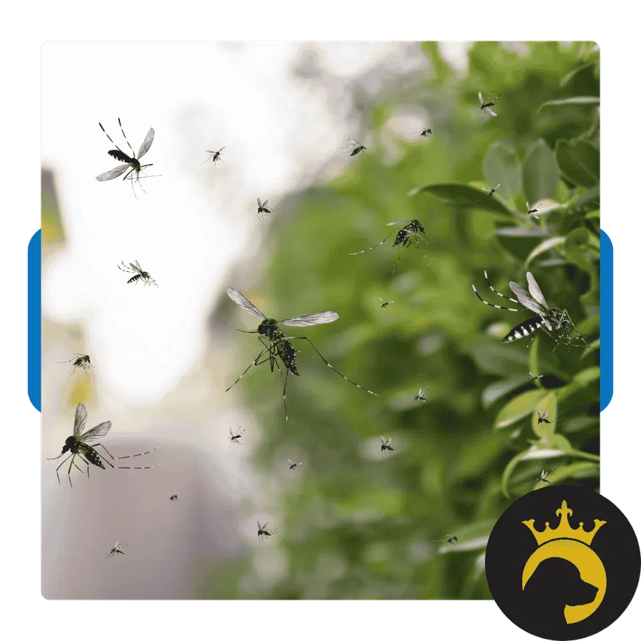 Close-up of mosquitoes flying near green foliage against a blurred natural background in daylight.