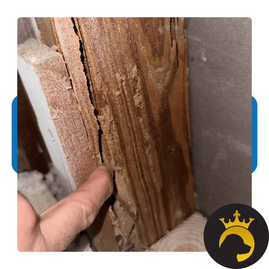 Close-up of damaged wood inside a wall cavity with a finger pointing at cracks and splits.