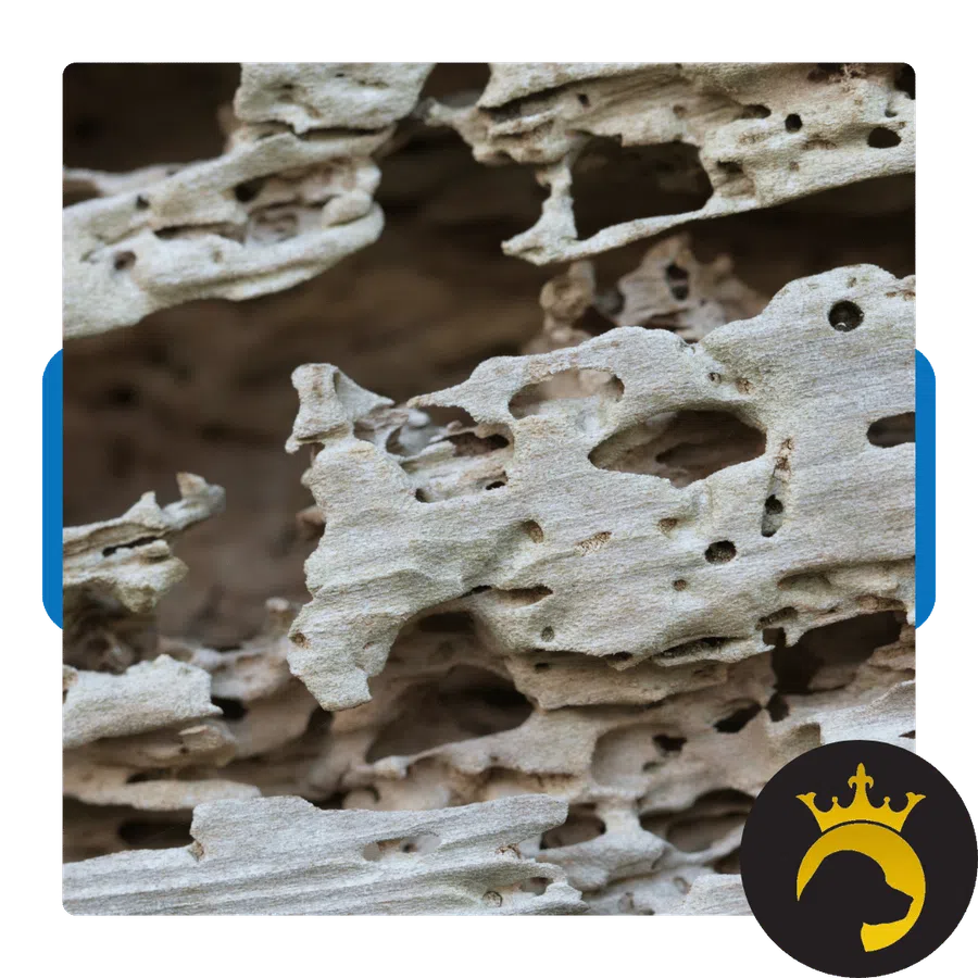 Close-up of weathered wood with intricate holes and erosion patterns creating a textured surface.