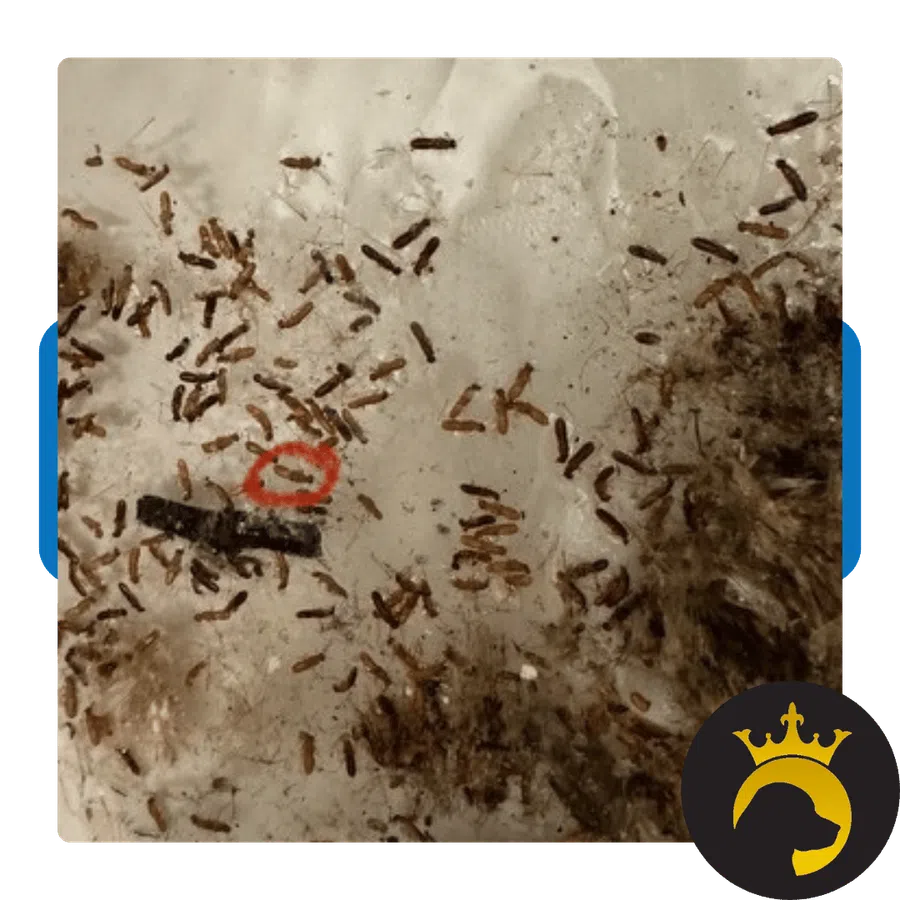 Close-up of small brown ants crawling on a light surface with scattered debris and markings.