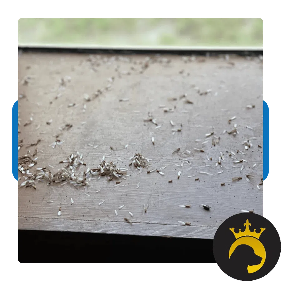 Close-up of a wooden surface covered with clusters of small flying termites and scattered wings.