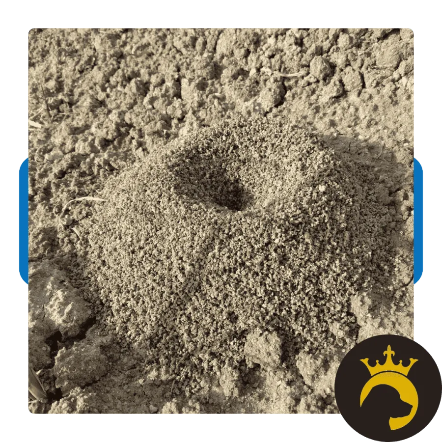 Close-up of an ant hill mound with a central entrance surrounded by loose soil in natural sunlight.