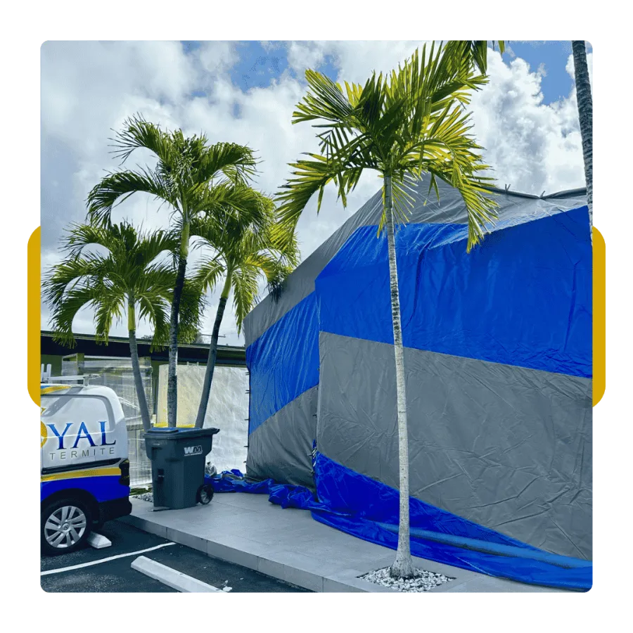 Blue and gray tarp covers building next to palm trees and parked pest control van under cloudy sky