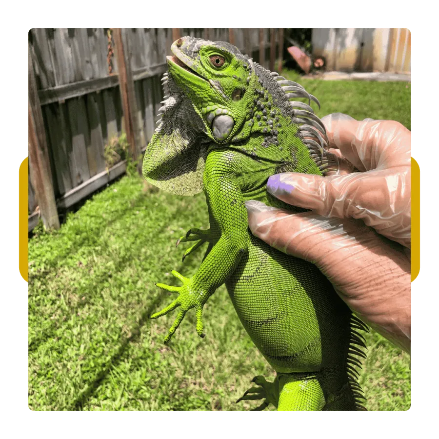 Close-up of a bright green iguana held by a gloved hand in a sunny backyard with grass and a wooden fence.